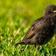 A fledgling Purple Martin bird in green grass